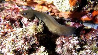 Gaidropsarus mediterraneus (Shore rockling)