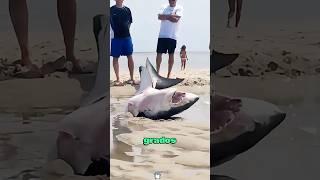 The shark chased its prey and accidentally ran aground on the beach, and was rescued back to the sea
