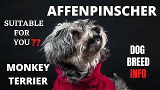 Affenpinscher Dog Breed | Monkey Terrier | Daily Pet's