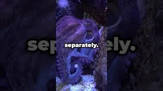 Why Octopuses Are Considered 'Alien' #animal #telugu #shorts #facts