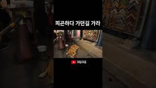 쓰린야시장에서 만난 시바..견
