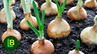 Onion without weeds. Plant and forget. A sure way to double the yield