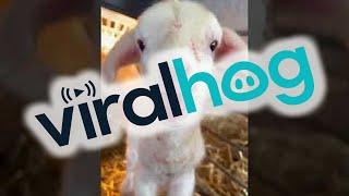 Newborn Lamb is Ready to Party || ViralHog