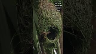 Threads of Nature’s Brilliance🪹️  #bayaweaver  #nest #nestbuilding #nature