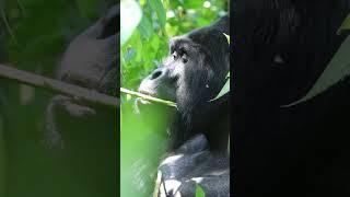 Mountain Gorilla  in Bwindi Uganda  #bwindi #gorilla #exploreuganda #wildlife