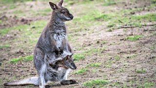 Kangaroo facts: habitat and species | wild Animal facts