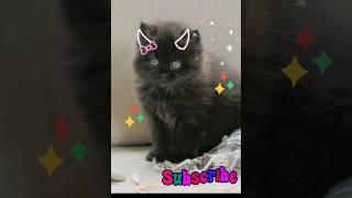 Dhoom Kartik baba# furtili billi// smart cat#shorts# viral shorts#