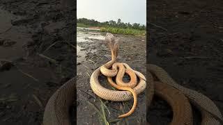 "Two Cobras Spotted by the Riverside – A Rare Sight in Nature"