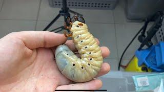 Hercules beetle lifecycle