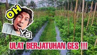 mengatasi ulat pada tanaman cabe dan lalat buah