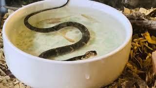 DIAMOND BACK WATER SNAKE (Nerodia Rhombifer) ️ LIVE FEEDING