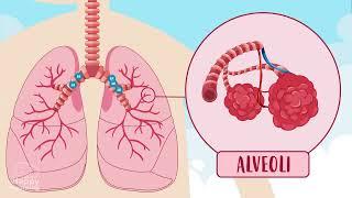 THE RESPIRATORY SYSTEM 🫁  | Happy Learning