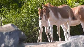 Kiang-Nachwuchs im Tierpark Berlin - Kiang foal in Tierpark Berlin