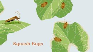 Protect Your Garden: Squash Bugs