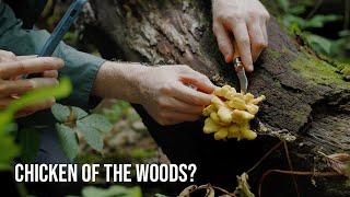 Foraging Rare Edible Mushrooms on a Maine Island | Fascinated by Fungi