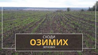 Сходи озимих отримано! Сівалка ALLIGATOR-2.5-2 VS сівалки СЗ-3,6