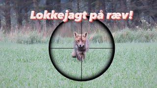 Lokkejagt på ræv - Fox hunting - 5 killshots!!!