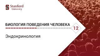 Биология поведения человека: Лекция #12. Эндокринология [Роберт Сапольски, 2010. Стэнфорд]