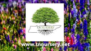 TN Nursery - Buy Plants Online Affordable. Voted the #1 Mail Order Nursery