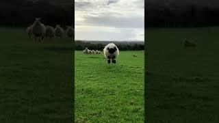 Adorable Bouncing Lamb - Happy Sunday - Sheep Bread - Valais BlackNose -   Cute