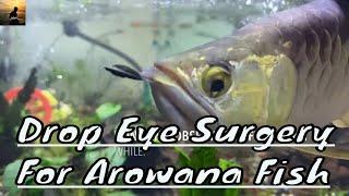 Drop eye surgery for Arowana fish ( Pembedahan Mata Ikan Arowana )