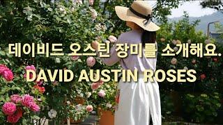 영국 장미 데이비드 오스틴 장미를 소개합니다./DAVID AUSTIN ROSES