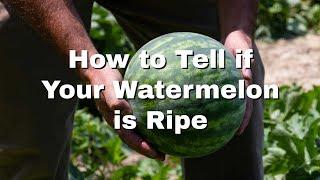 How to Tell if Your Watermelon is Ripe