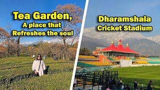 Dharamshala Himachal Pradesh I  Tour of Tea Garden Dharamshala  & Highest Cricket Stadium