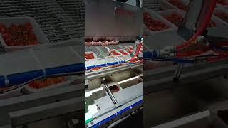 automatic lobster and seafood tray filling sealing machine