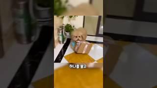 자기 택배를 기가 막히게 잘 알고 있는 댕댕이는  #shorts #pets #cute #강아지 #funny