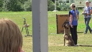 2022 IGP CACT Russia Knyazhevo 33 Sirotkina Marina 53 Yassaman Rokki V Sozvezdii Lun (Malinois) B87