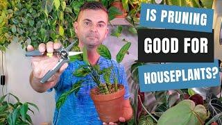 pruning houseplants and why it might be good for them | 5 plant benefits