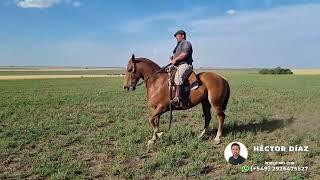 Caballo tostado de físico con doma de campo - $4.800.000 - LOSEQUINOS.COM