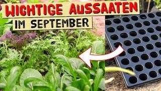 Viele Aussaaten im September! Frisches Gemüse für den  Herbst und Winter muss jetzt ausgesät werden!