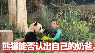 大熊猫们时隔几年还会认识曾经的饲养员吗？今天姜爷爷来到国内看望福宝满怀期待的叫着对方的名字，结果并没有网友期盼的那样感人！【追娱秀场】