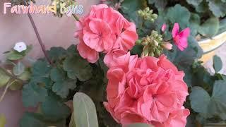 My Beautiful Indoor Geraniums [ FarmHand Bans]