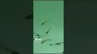 Thailand glass fish #shortvideo #shortsvideo #shortsfeed