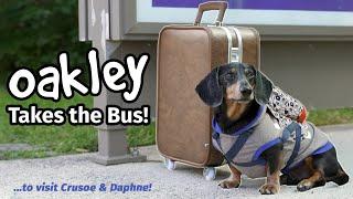 Ep#4: OAKLEY TAKES THE BUS - Goes to Visit Crusoe & Daphne! [Part 1]