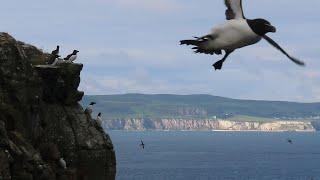 Razorbills fly like crazy as rain approaches Rathlin Island