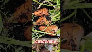 Harvest carrots  End of Season #gardening