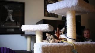 Yin and Yang: A tabby and her raven sister make the perfect pair, Lulu's Locker Rescue