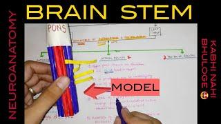 Brain Stem - 1 | Medulla Oblongata