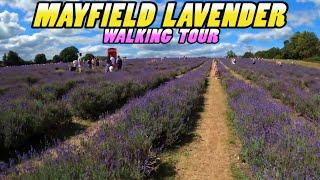 MAYFIELD LAVENDER Farm Walking Tour - Surrey - England (4k)