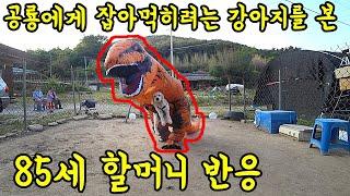 공룡에게 잡아먹히려는 강아지를 본 85세 할머니 반응