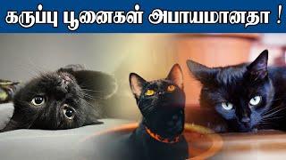 கருப்பு பூனைகள் அபாயமானதா | Sooriyan FM | RJ Frenga | Interesting Fact