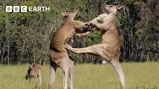 50 of the Greatest Fights in the Animal Kingdom | BBC Earth