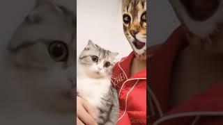 Cats with Fur Mom 7 - Funny Cats and Dogs