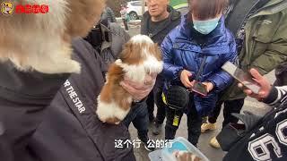 狗市实拍：超可爱的西施犬1800一只，太抢手下手慢都抢不到。