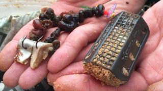 Feeder Fishing From The Beach!