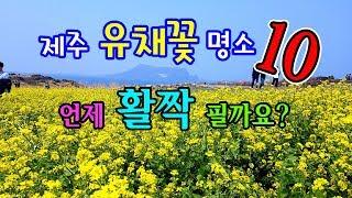 제주도 유채꽃 시기 & 명소 TOP 10 (제주 유채꽃 즐거운 여행)